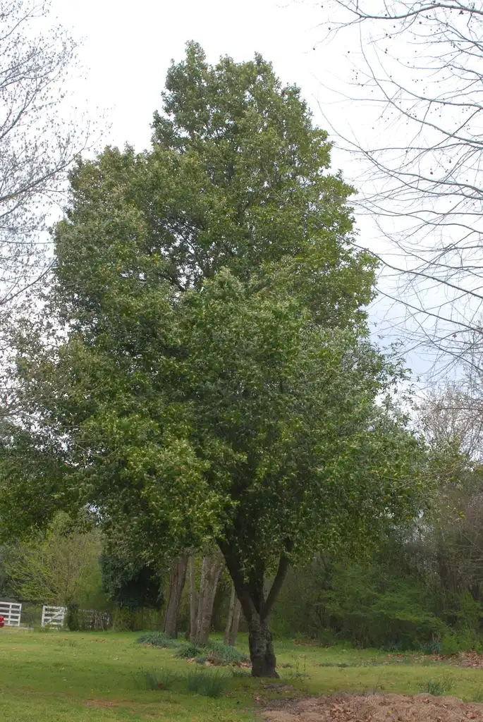 Photo of Prunus caroliniana - Full Form:Jim Robbins