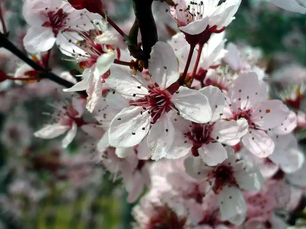 Foto de Prunus cerasifera 'Atropurpurea' (Prunus cerasifera 'Atropurpurea's)