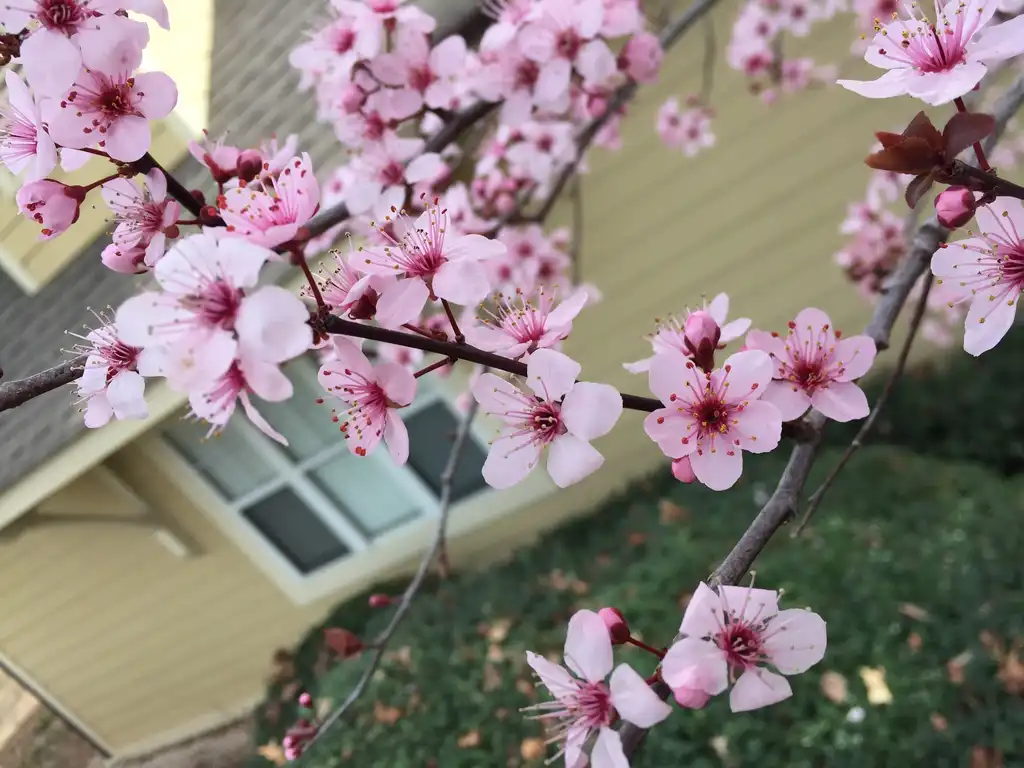 Foto de Prunus cerasifera 'Thundercloud' (Prunus cerasifera 'Thundercloud's)