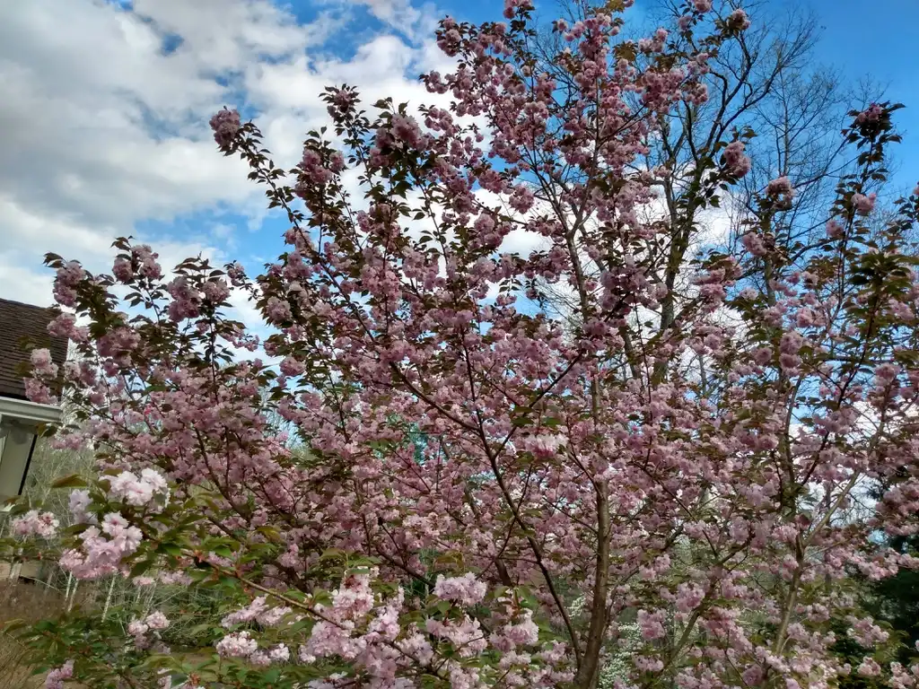Foto de Prunus cerasifera 'Thundercloud' (Prunus cerasifera 'Thundercloud's)