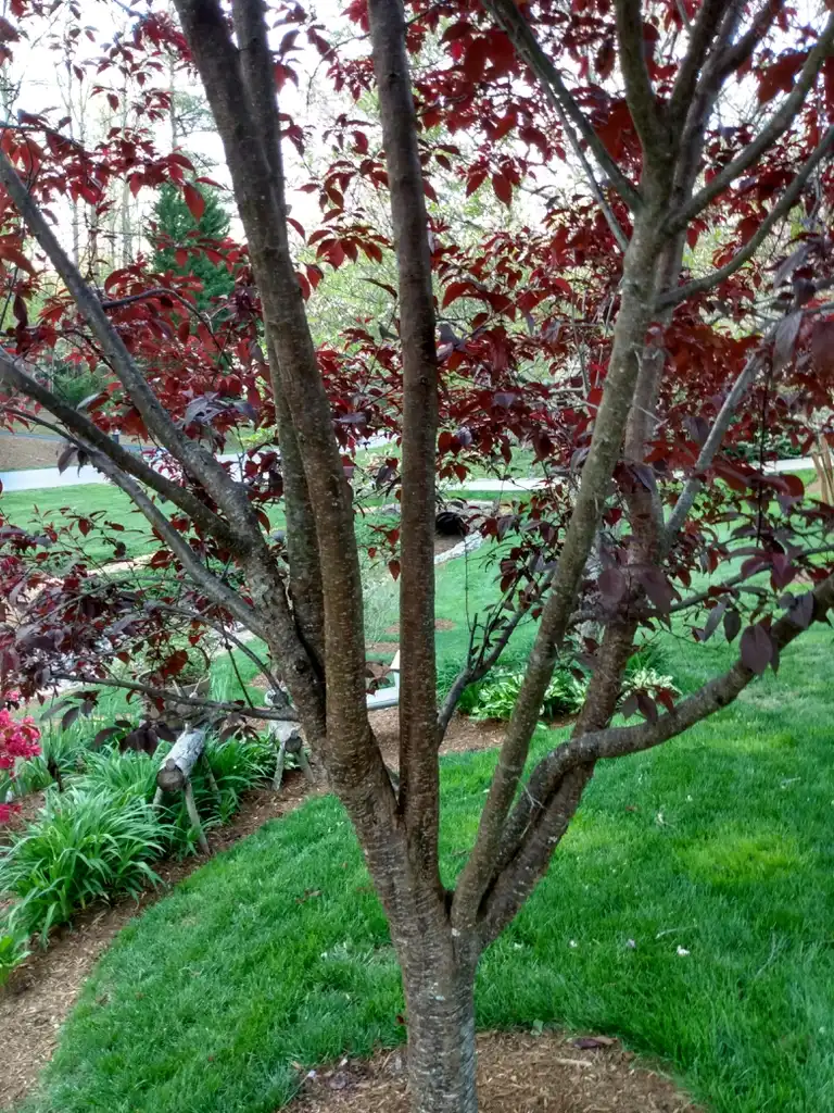 Foto de Prunus cerasifera 'Thundercloud' - Tree Branches (Henderson County,NC)-Spring:Arnold House