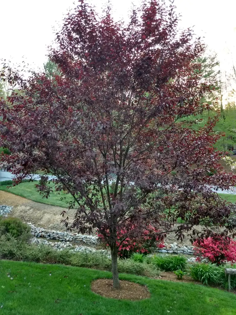 Foto de Prunus cerasifera 'Thundercloud' - Full Form (Henderson County,NC)-Spring:Arnold House