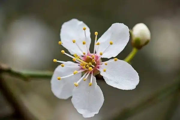 Foto de Prunus cerasifera (Prunus cerasiferas)