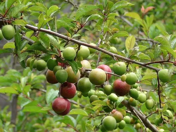 Foto de Prunus cerasifera (Prunus cerasiferas)