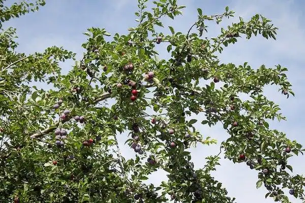 Foto de Prunus cerasifera - :Maja Dumat