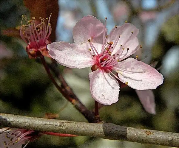 Foto de Prunus cerasifera - Flower:Peter Stevens