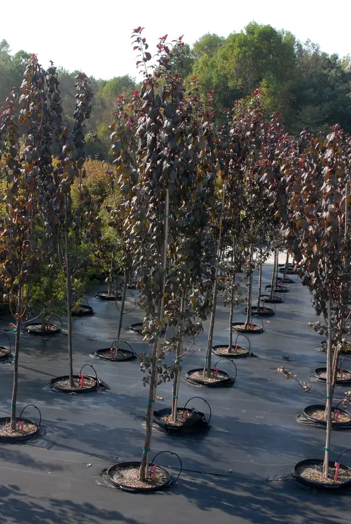 Foto de Prunus cerasifera - 'Crimson Pointe' Form:Jim Robbins