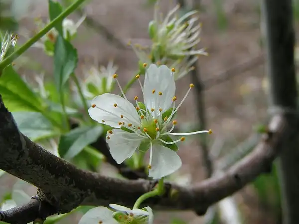 Photo of Prunus domestica 'Stanley' (Prunus domestica 'Stanley's)