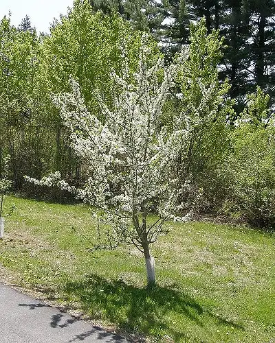 Photo of Prunus domestica 'Stanley' (Prunus domestica 'Stanley's)