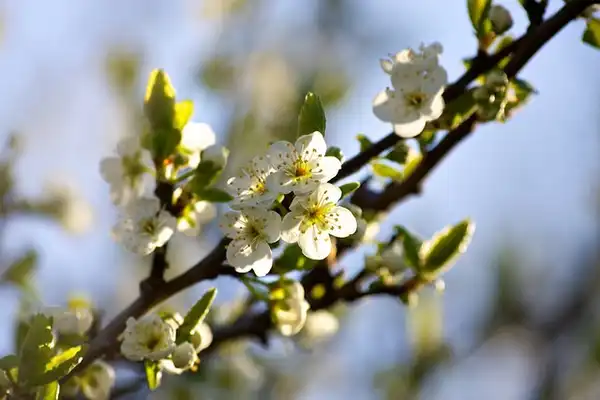 Photo of Prunus domestica subsp. insititia 'Shropshire Prune' (Prunus domestica subsp. insititia 'Shropshire Prune's)