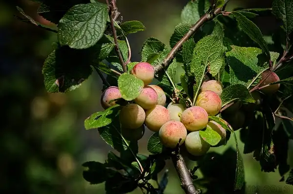 Photo of Prunus domestica subsp. insititia 'Shropshire Prune' (Prunus domestica subsp. insititia 'Shropshire Prune's)