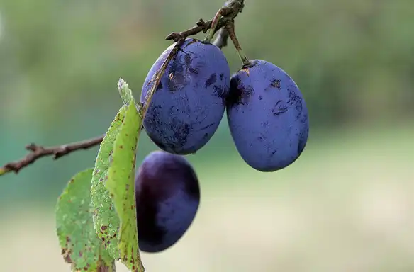 Photo of Prunus domestica subsp. insititia 'Shropshire Prune' - Fruit:Photo by myri_bonnie