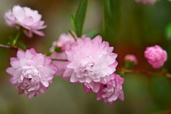Фото Prunus glandulosa (Prunus glandulosas)