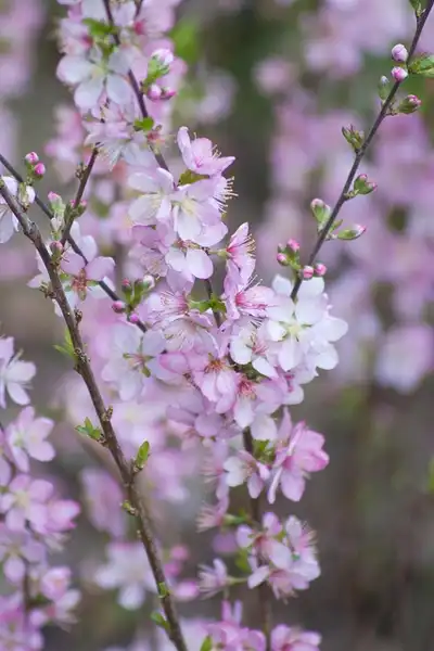 Фото Prunus glandulosa (Prunus glandulosas)