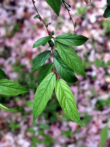 Фото Prunus glandulosa - Leaf detail:Maggie