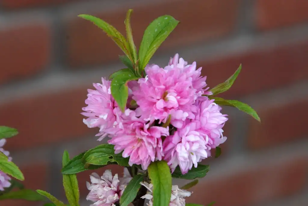 Фото Prunus glandulosa - 'Plena Rosea' Flower:Jim Robbins