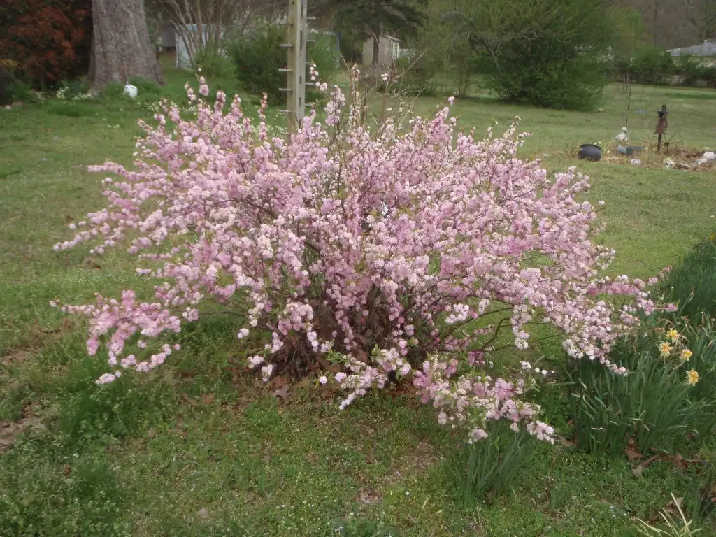 Фото Prunus glandulosa - 'Plena' Full Form:Jim Robbins