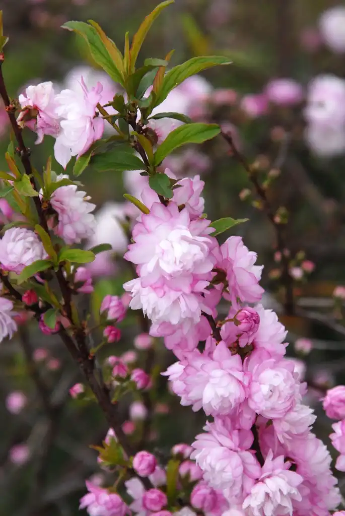 Фото Prunus glandulosa - 'Plena' Flower:Jim Robbins