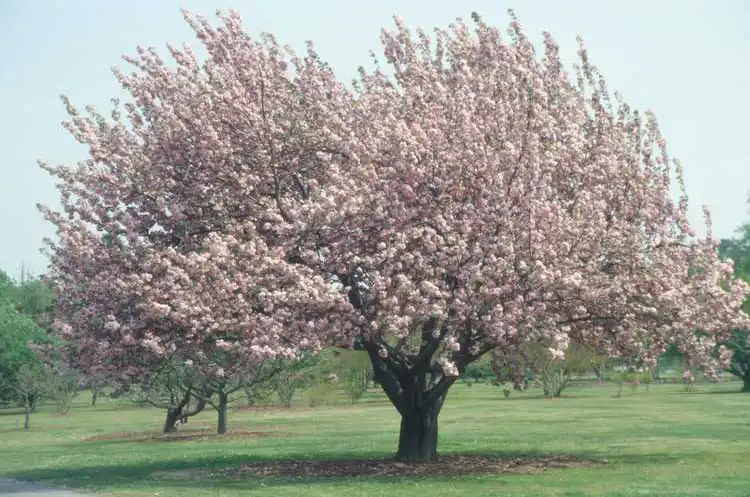Foto de Prunus 'Kanzan' (Prunus 'Kanzan's)