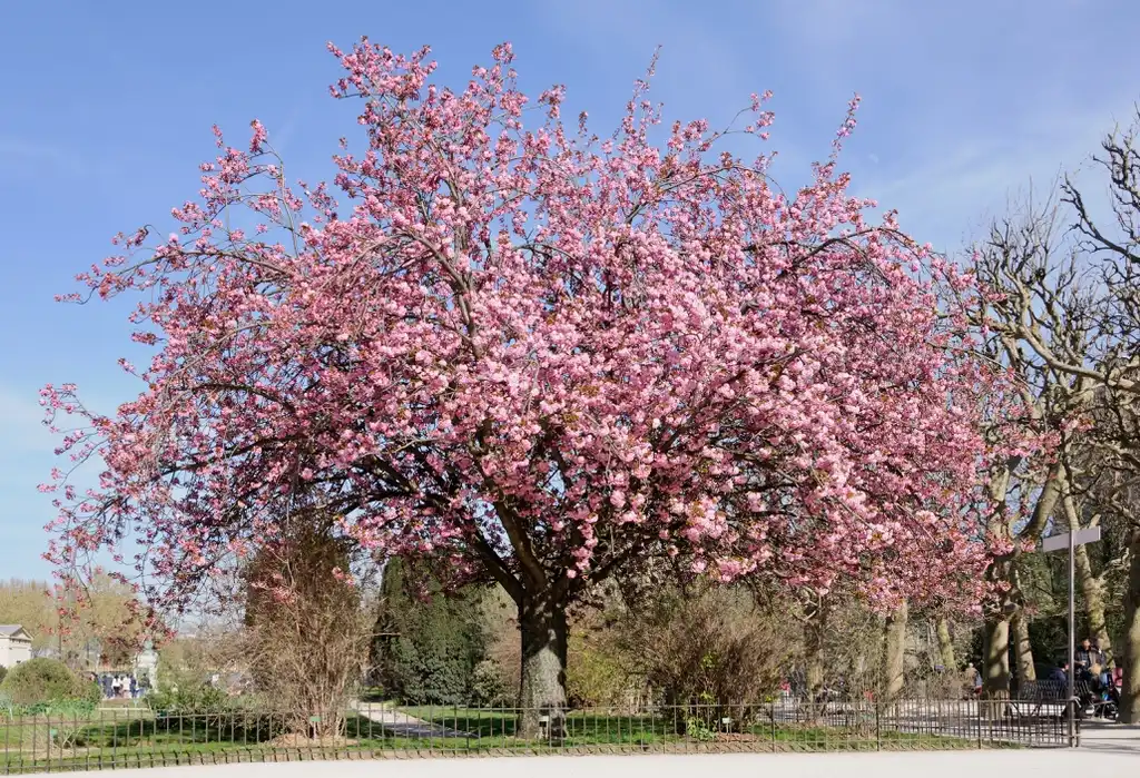 Foto de Prunus 'Kanzan' (Prunus 'Kanzan's)