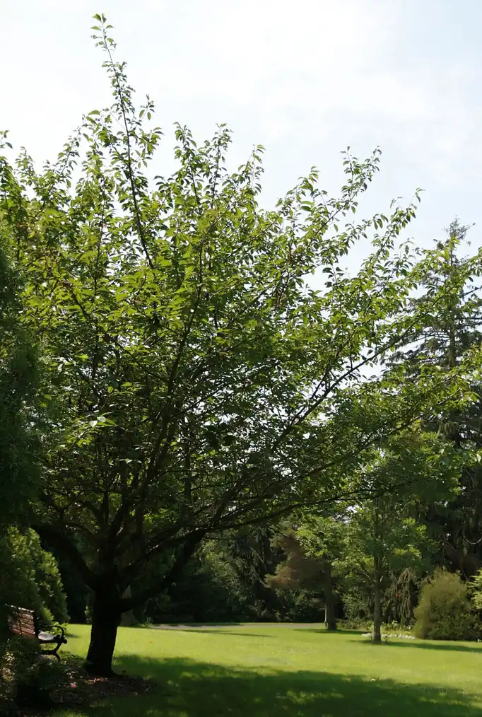 Foto de Prunus 'Kanzan' - Form not in bloom:David J. Stang