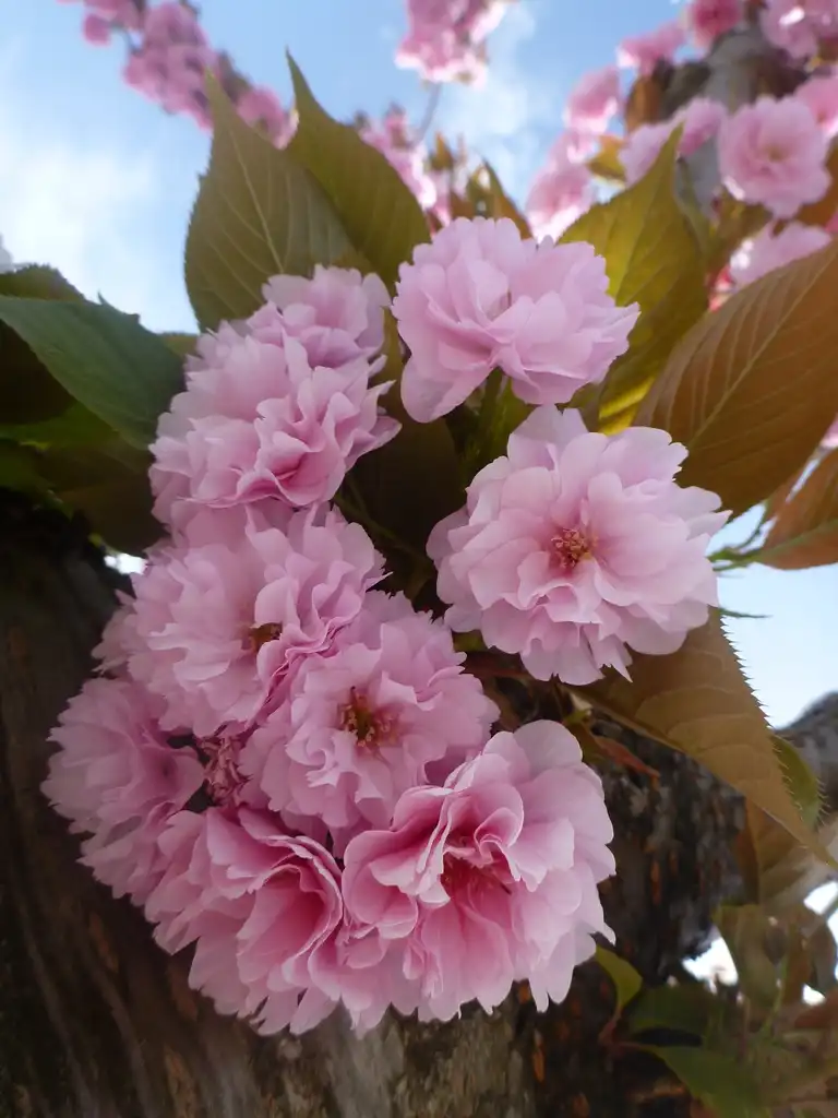 Foto de Prunus 'Kanzan' - Close up of flower:Sofig (Sophie Grail)
