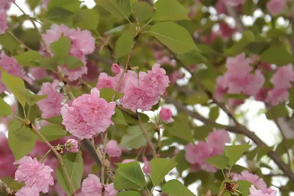 Foto de Prunus 'Kanzan' - Leaves and Bloom:DAVID J. Stang