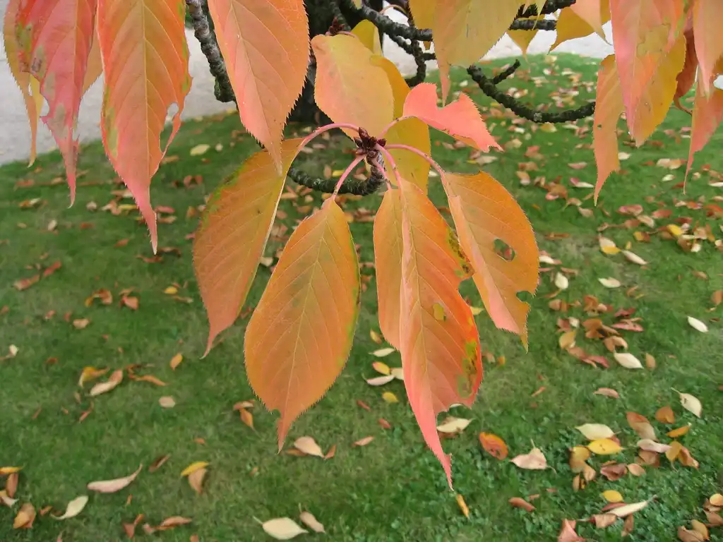 Foto de Prunus 'Kanzan' - Leaves in fall:Liné1