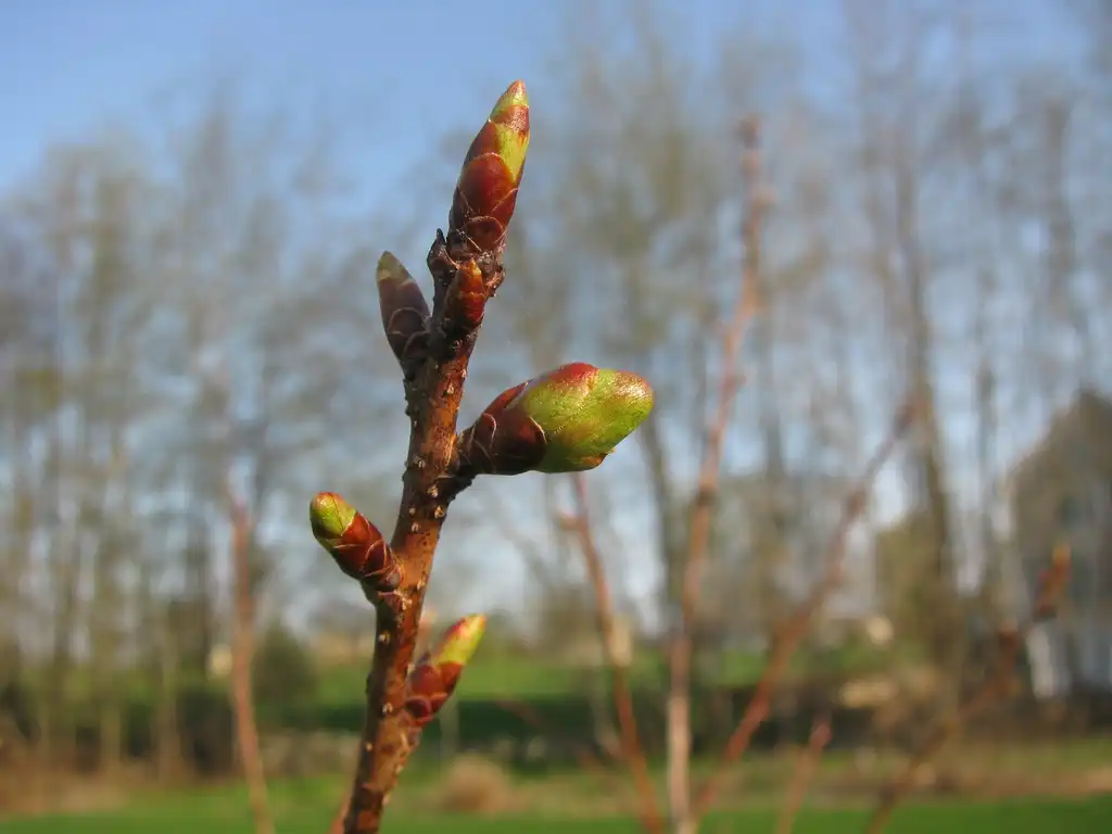 Foto de Prunus 'Kanzan' - Stem and buds:Captain-tucker