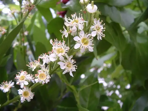 Photo of Prunus laurocerasus 'Otto Luyken' (Prunus laurocerasus 'Otto Luyken's)