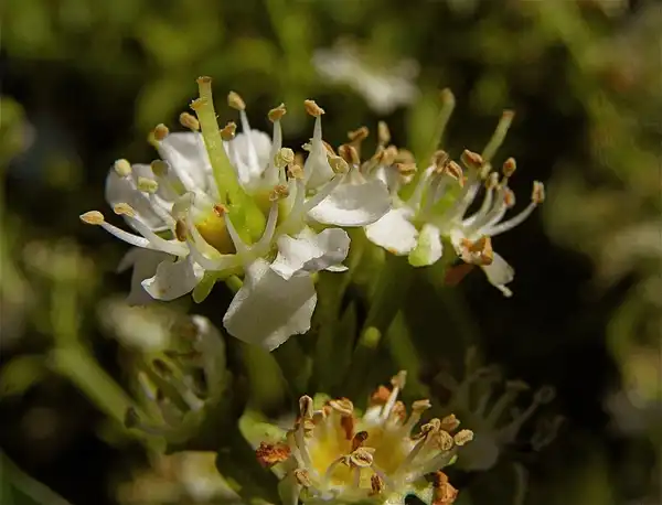 Photo of Prunus laurocerasus 'Otto Luyken' (Prunus laurocerasus 'Otto Luyken's)
