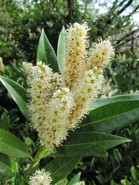 Photo of Prunus laurocerasus 'Otto Luyken' - Prunus laurocerasus 'Otto Luyken':Leonora Enking