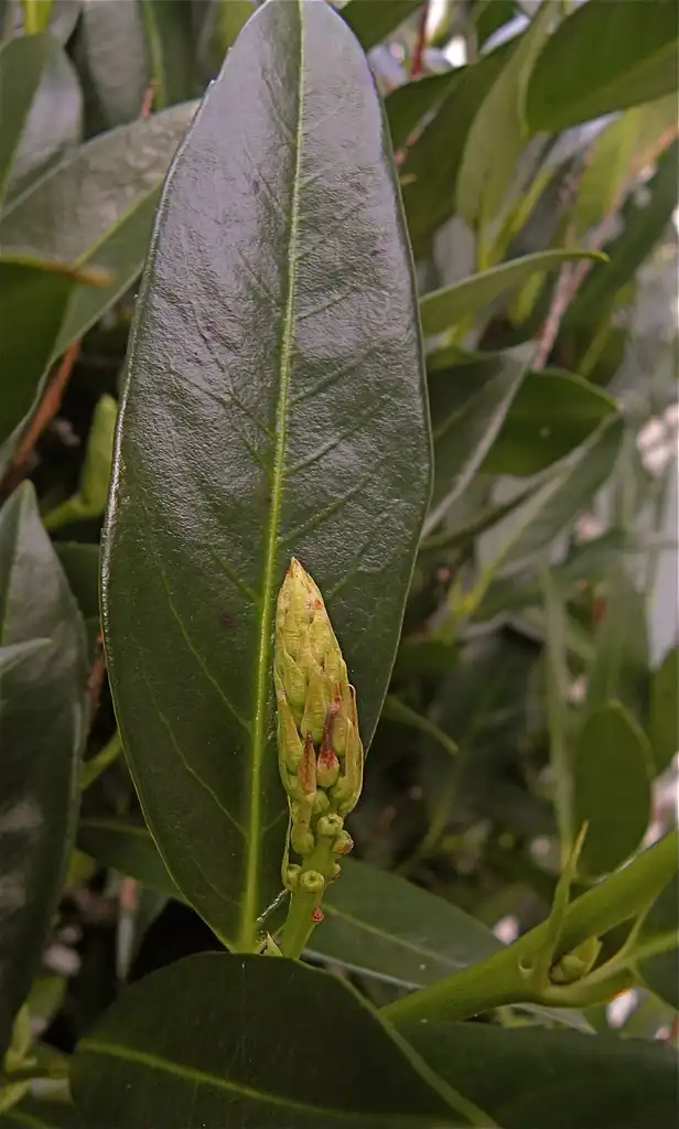 Photo of Prunus laurocerasus 'Otto Luyken' - Leaves:Peter Stevens