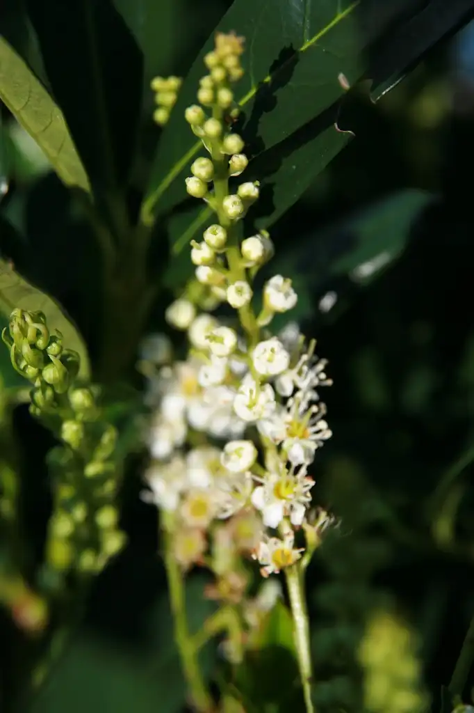 Photo of Prunus laurocerasus 'Otto Luyken' - Flowers:David J. Stang