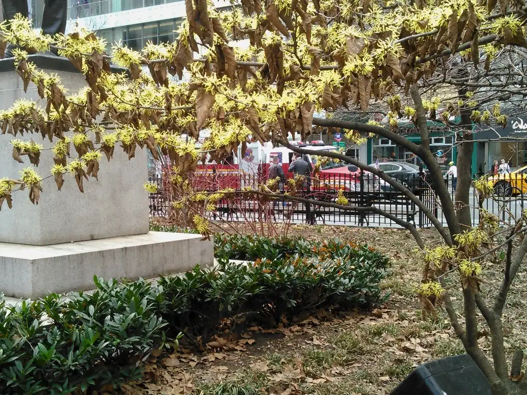 Photo of Prunus laurocerasus 'Otto Luyken' - in the landscape (by the monument):cultivar413