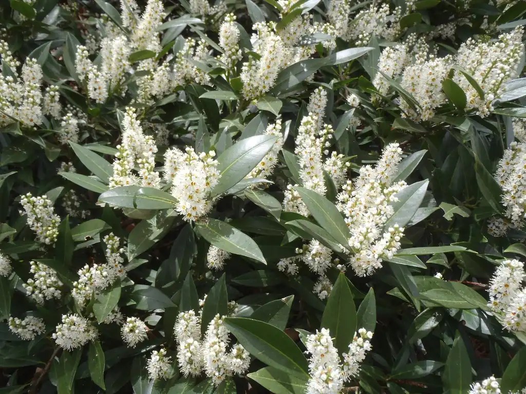 Photo of Prunus laurocerasus 'Otto Luyken' - Flower and Leaves:Jim Robbins