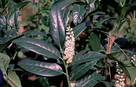 Foto de Prunus laurocerasus (Prunus laurocerasuss)