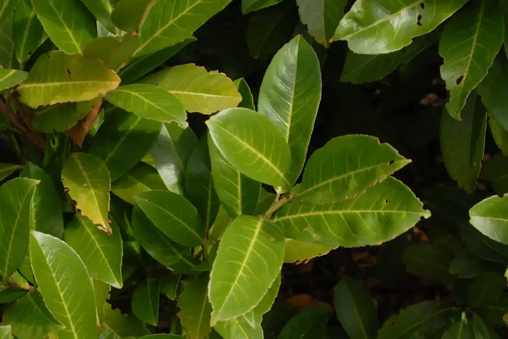 Foto de Prunus laurocerasus - Leaves:Jim Robbins