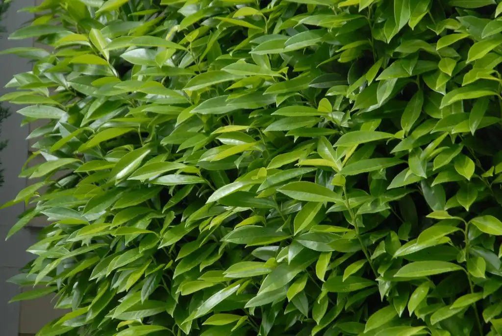 Foto de Prunus laurocerasus - 'West Coast Schipkaensis' Leaves (Ashville, NC):Jim Robbins