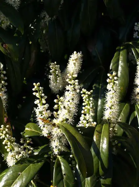 Foto de Prunus laurocerasus - Flowers:JC Raulston Arboretum