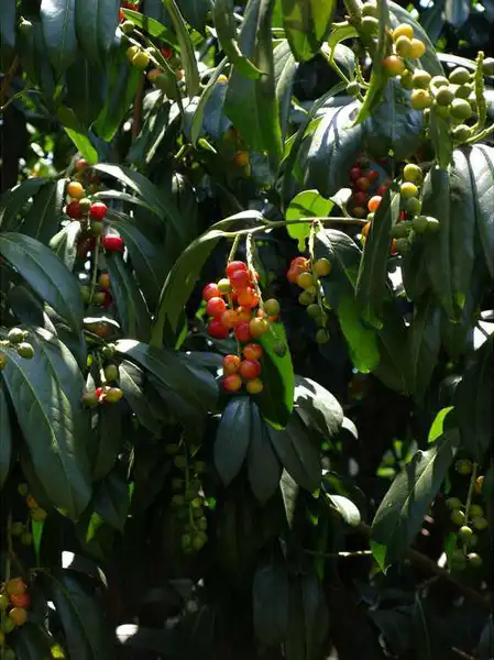Foto de Prunus laurocerasus - Fruits:JC Raulston Arboretum