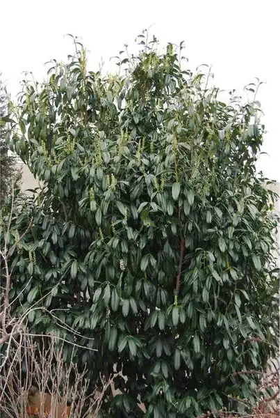Foto de Prunus laurocerasus - Prunus laurocerasus 'Batumi Rubies':JC Raulston Arboretum