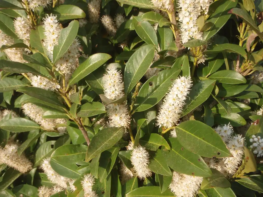 Foto de Prunus laurocerasus - 'Majestic Jade' Flower and Leaf:Jim Robbins