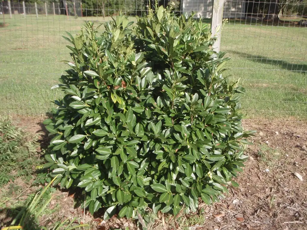 Foto de Prunus laurocerasus - 'Majestic Jade' Form:Jim Robbins