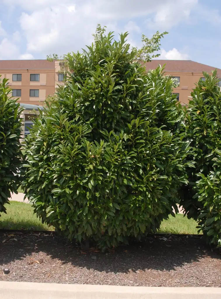 Foto de Prunus laurocerasus - 'West Coast Schipkaensis' Form:Jim Robbins