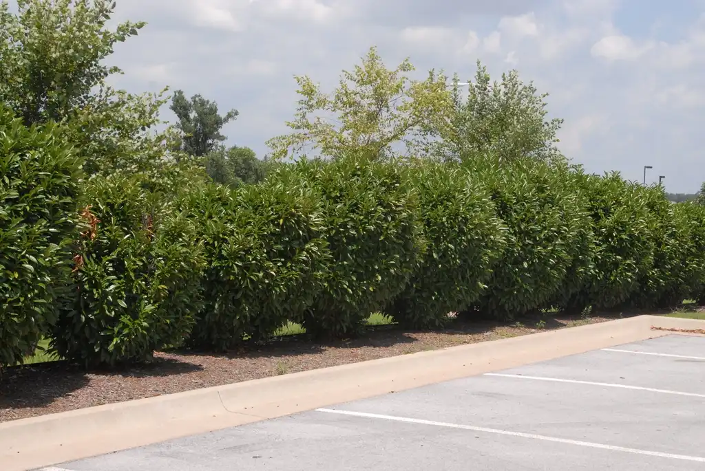 Foto de Prunus laurocerasus - 'West Coast Schipkaensis' Plantation:Jim Robbins