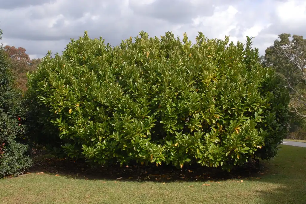 Foto de Prunus laurocerasus - Form:Jim Robbins