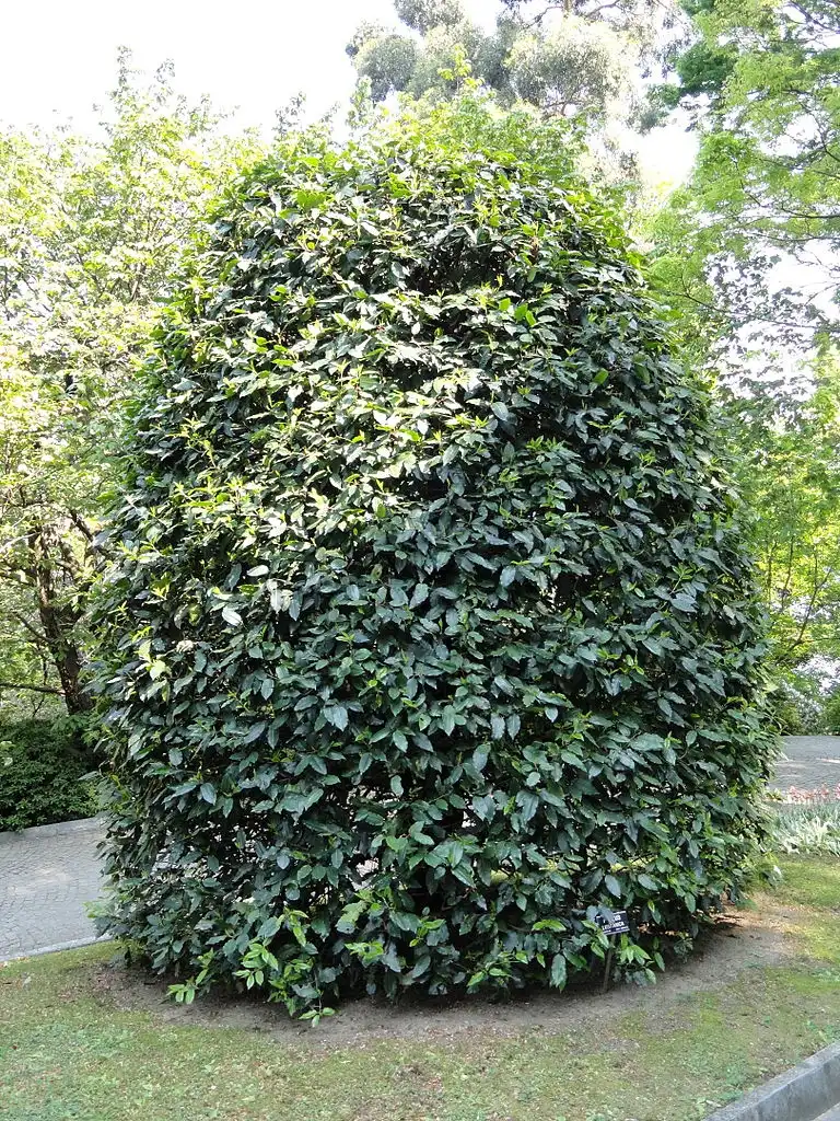 Фото Prunus lusitanica (Prunus lusitanicas)