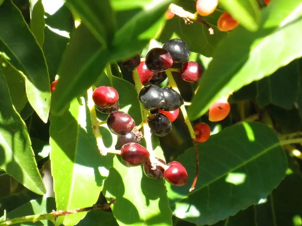Фото Prunus lusitanica - Ripe fruits:Javier martin
