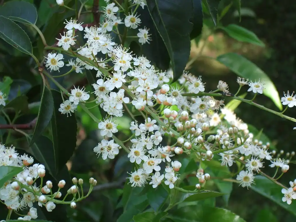 Фото Prunus lusitanica - Flowers:Ecelan